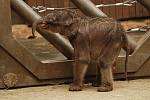 Mládě slonice Vishesh. První slůně narozené v ostravské zoo.
