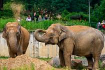 Sloni v ostravské zoo, červen 2017.