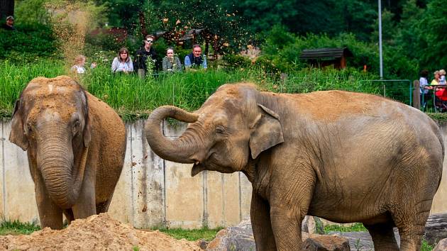 Sloni v ostravské zoo, červen 2017.