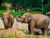 Sloni v ostravské zoo, červen 2017.