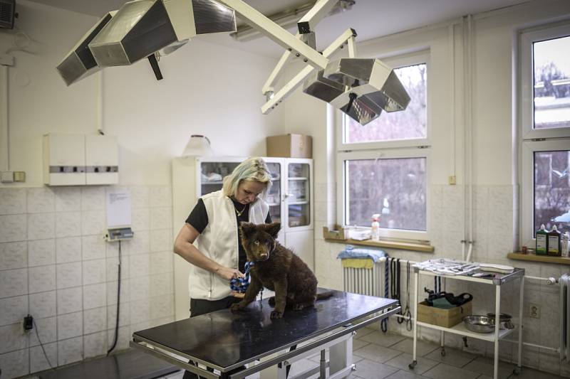 Veterinární technička Eva Tomečková a Kofi.