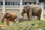 Březí samice slona indického v ostravské ZOO.