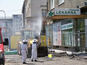 Stovky včel v centru Ostravy zaměstnaly strážníky i hasiče.