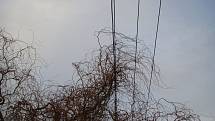 Odklízení větví z elektrických drátů v Hlučíně.