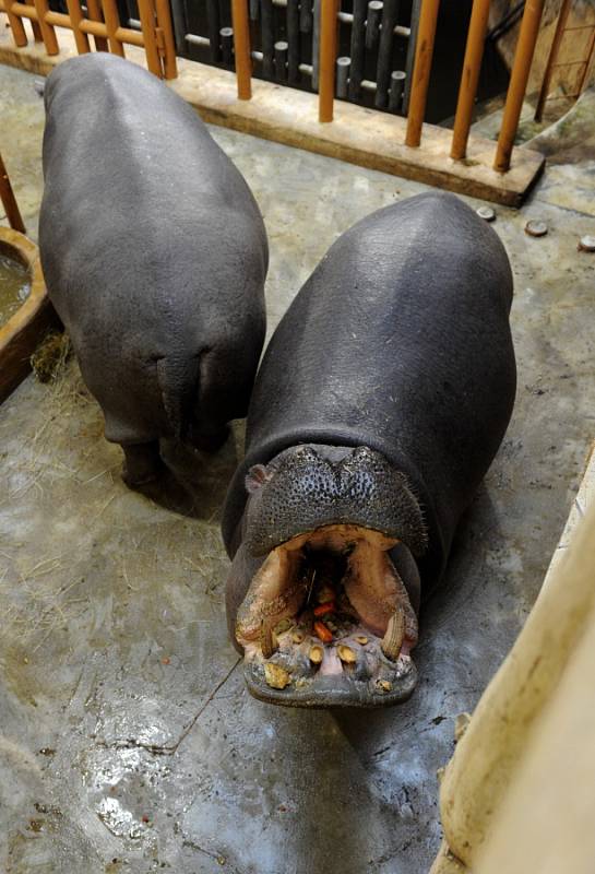 Hroši v ostravské zoo. Ilustrační foto.