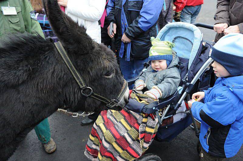 Velká akce se v sobotu konala v ostravské Zoo. Byla určena zejména dětem, na které čekalo zpívání koled u živého betlému. Malí návštěvníci se dočkali i nadílky a poté se pustili do strojení stromků a nadělování dobrot zvířatům volně žijícím v areálu zoo.