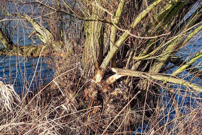 Stromy na břehu řeky Odry, které okusuje bobr, leden 2020 v Ostravě.