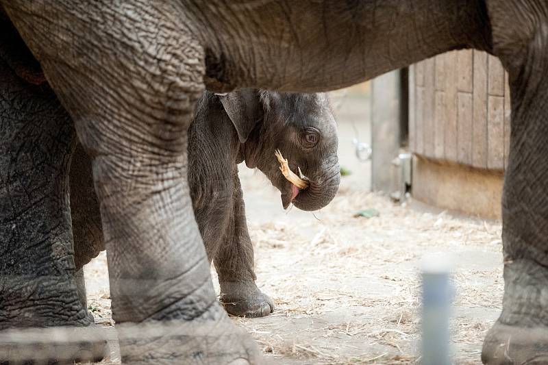 Mládě slona indického Chandru, které se narodilo  8. července 2017 v ostravské zoo.