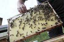 Včelaři - Ilustrační foto.