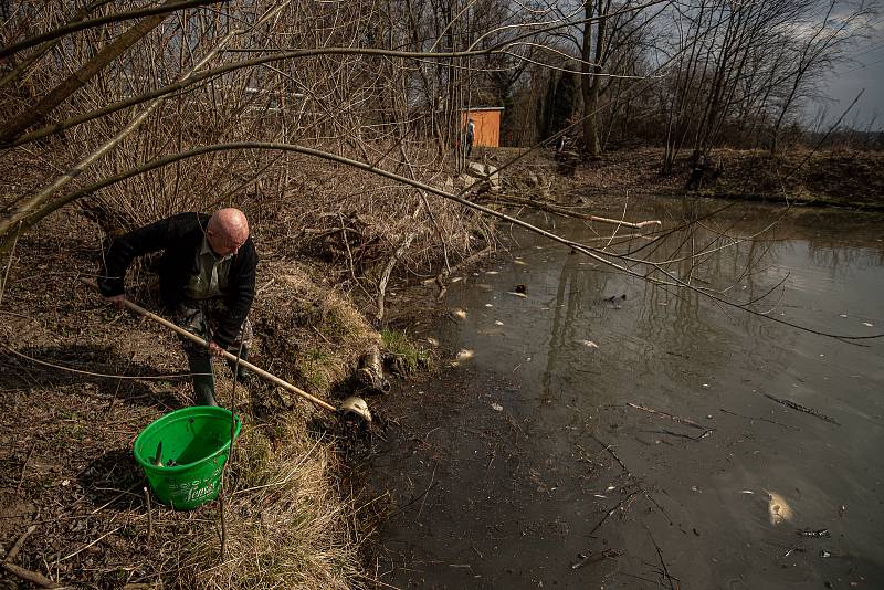 Uhynulé ryby ve slepém rameni řeky Odry, 20. března 2023, Ostrava-Výškovice.