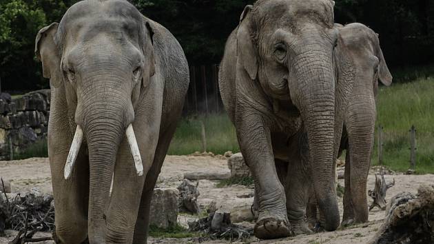 Vlevo samec slona indického.