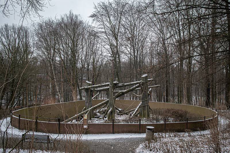 Zoo Ostrava je nadále dle nařízení vlády uzavřená, 6. února 2021 v Ostravě. Panda červená.