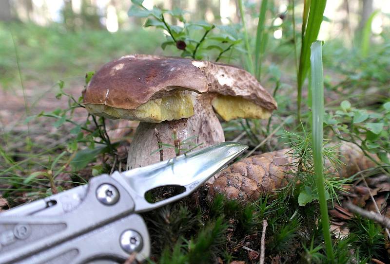 PRAVÁKY, sinoly, suchohřiby, klouzky, kuřátka, růžovky, to se dá momentálně najít v lese na Morávce.