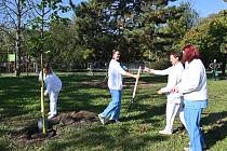 Strom Lípa srdčitá byl slavnostně zasazen v nemocničním parku 6. října 2023 v rámci oslav 175 let trvání Městské nemocnice Ostrava.