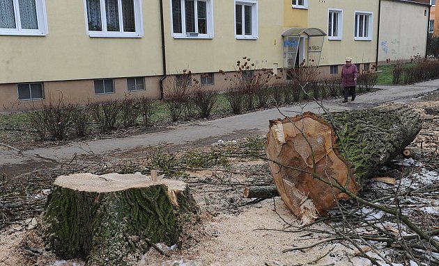 V Porubě se začaly kácet stromy