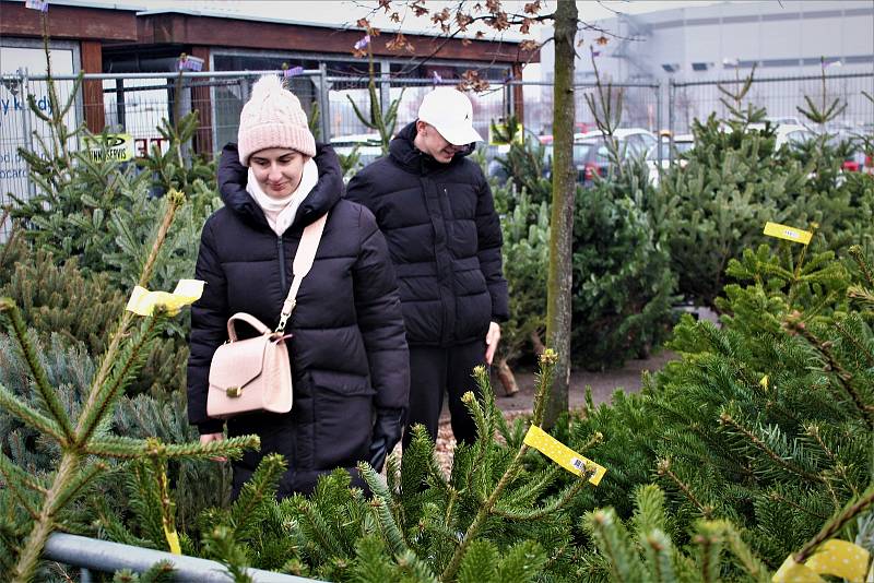 Prodej vánočních stromků v Ostravě, obchodní centrum, Tesco Extra, Hrabová, Ostrava, 3. 12. 2022