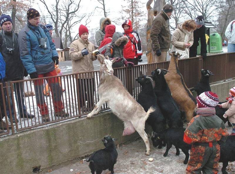 V ostravské zoo bylo o vánočních svátcích rušno