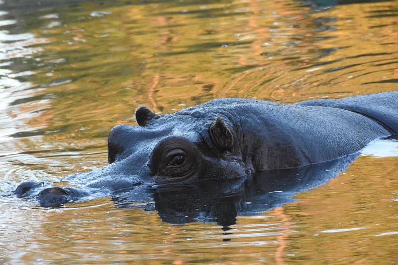 Zoologická zahrada Ostrava hrochy chová více než 50 let, 15 let řídí jejich chov v Evropě a hroch je i jejím erbovním zvířetem. Informaci uvedla Zoo Ostrava 15. února 2021 ku Dni hrochů.