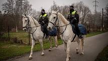 Koně využívají strážníci i při kontrolách v zahrádkářských a chatových koloniích, prosinec 2020, Ostrava-Třebovice.
