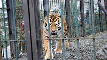 Tygří bratři Eda a Elton opustí v lednu ostravskou zoologickou zahradu. Jejich novými domovy se stanou  litevská Zoo Kaunas a Woburn Safari Park v Anglii.