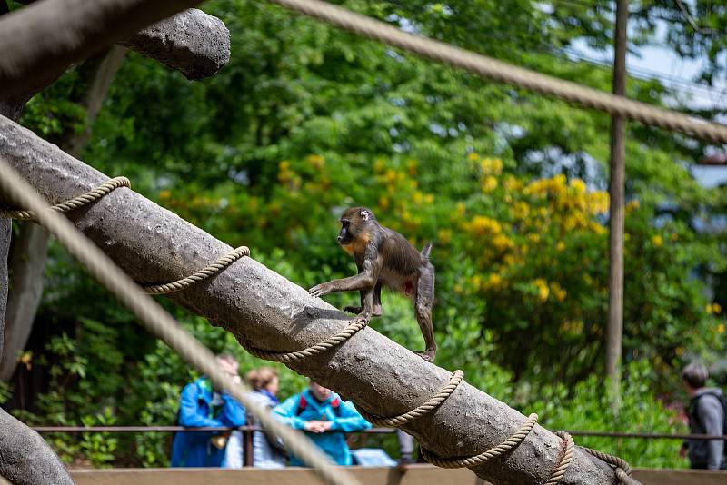 Zoologická zahrada Ostrava, poslední květnový víkend.