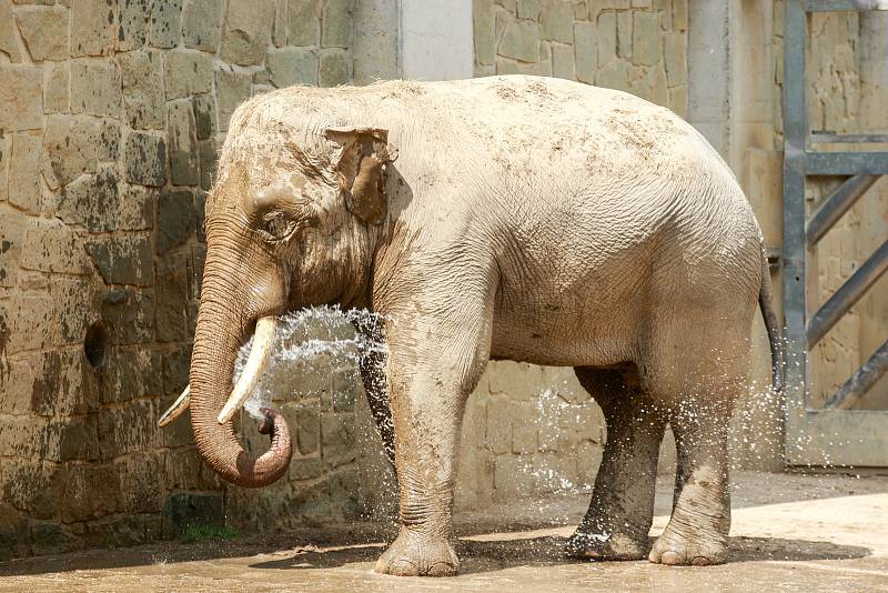 Nový sloní samec slona indického v ostravské ZOO.