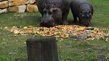 Hroši v ostravské zoo. Ilustrační foto.