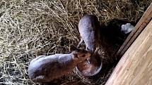 Chovatelka se nyní stará o mary stepní, klokany a želvy suchozemské. V minulosti měla i další zvířata, například dikobraza.