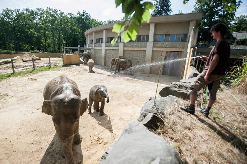 Sprcha pro slony v ostravské zoo je jedním z možných druhů ochlazení, které si mohou zvířata dopřát.