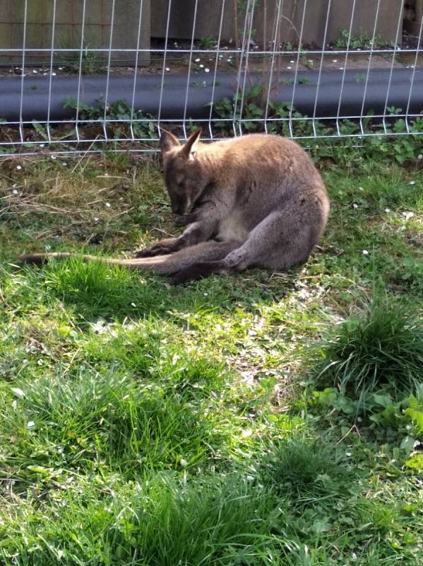 Chovatelka se nyní stará o mary stepní, klokany a želvy suchozemské. V minulosti měla i další zvířata, například dikobraza.