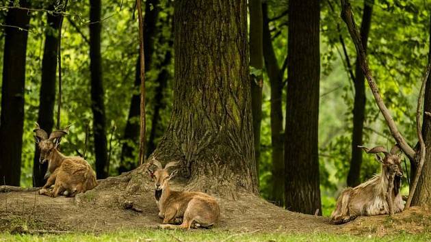 Zoo Ostrava. Ilustrační foto.