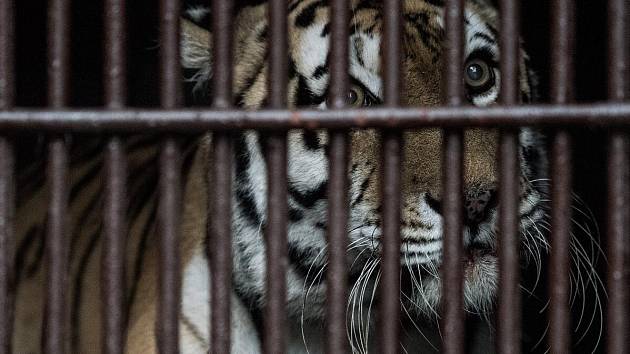 Samice tygra ussurijského, tygřice Maja opustila Ostravu. Snímek ze středečního převozu do Zoologické zahrady v Praze.