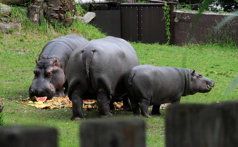 Hroši v ostravské zoo. Ilustrační foto.