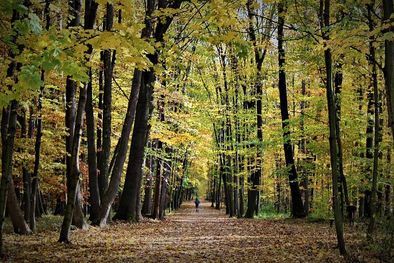 V Bělském lese se 14. listopadu poběží 7. ročník Starobělských Lurd.
