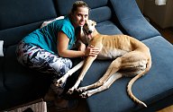Medová fenka greyhounda jménem Bo našla nový domov v Ostravě-Porubě