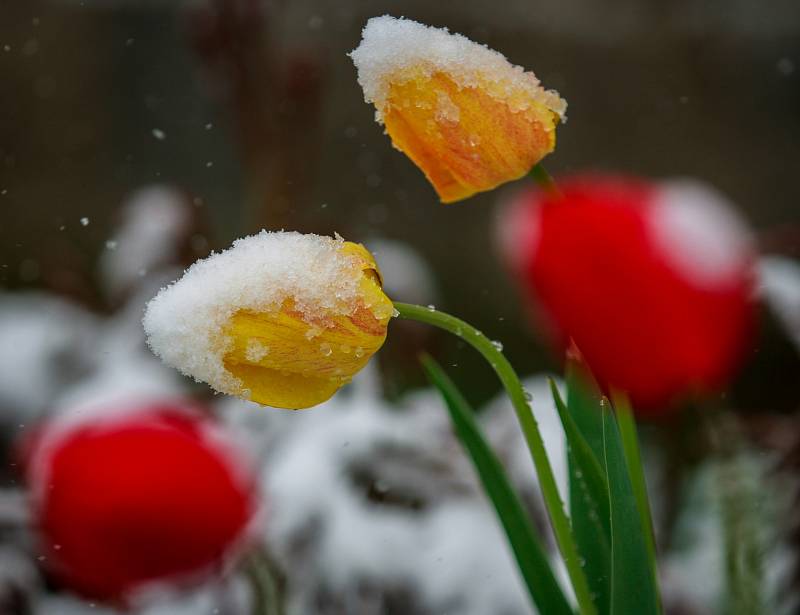 Středa 19. dubna 2017 v Ostravě. Zasněžené tulipány.