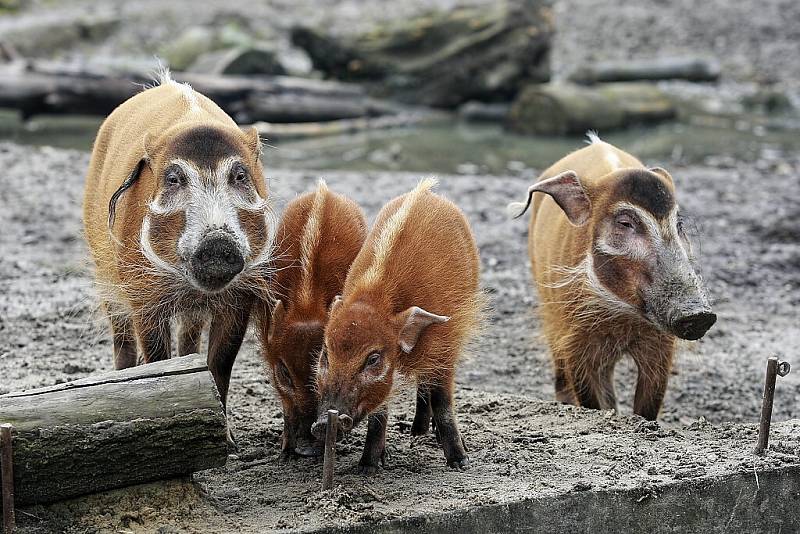 Den s prasátky v ostravské ZOO. Komentované krmení prasat. Štětkoun kamerunský. 