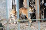 Tygří bratři Eda a Elton opustí v lednu ostravskou zoologickou zahradu. Jejich novými domovy se stanou  litevská Zoo Kaunas a Woburn Safari Park v Anglii.