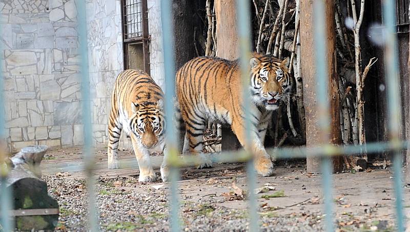 Tygří bratři Eda a Elton opustí v lednu ostravskou zoologickou zahradu. Jejich novými domovy se stanou  litevská Zoo Kaunas a Woburn Safari Park v Anglii.