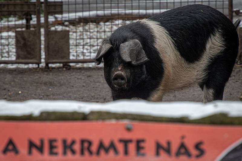 Zoo Ostrava je nadále dle nařízení vlády uzavřená, 6. února 2021 v Ostravě. Panda červená.