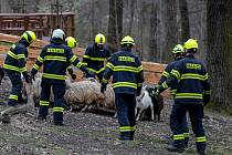 Hasiči v ostravské Zoo trénují záchranu a evakuaci zvířat v rámci kurzu Manipulace se zvířaty při mimořádných událostech, 30. března 2023, Ostrava.