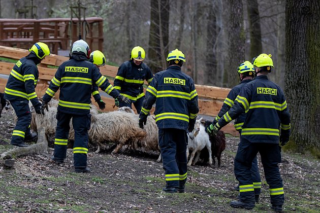 VIDEO: Ostravská zoo v obležení hasičů. Takto vypadá evakuace zvířat v praxi