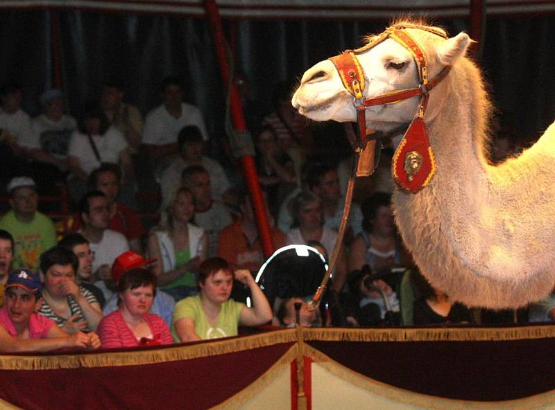 Cirkus Humberto vystupoval zdarma pro více než šest stovek zdravotně postižených dětí a dětí z pěstounských rodin 