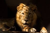Lev indický z ostravské zoo musel být utracen, byl starý a nemocný.
