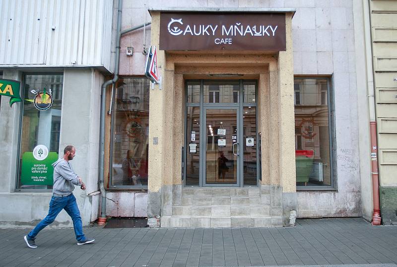 Čauky Mňauky Cafe - kočičí kavárna