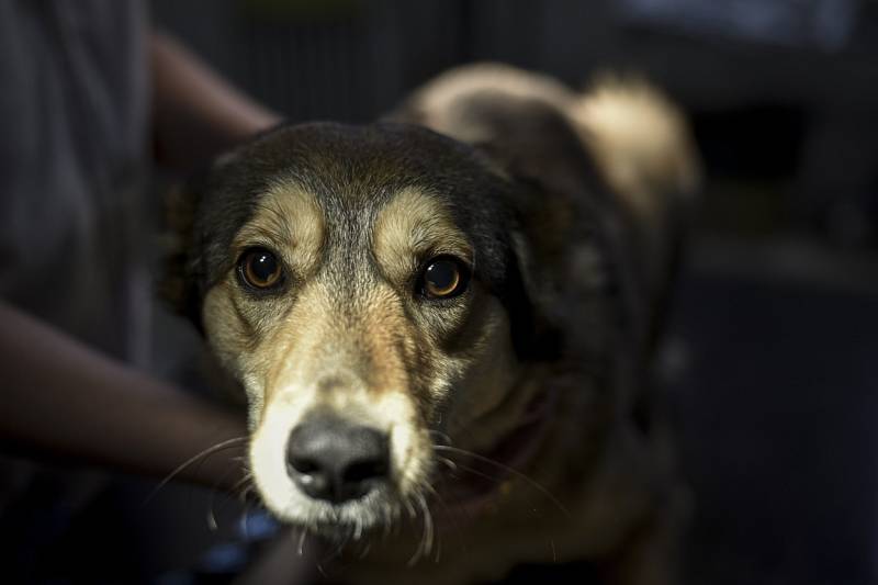 Psi z útulků napříč republikou od začátku pandemie rychle mizí