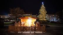 Vánoční strom v Krnově na Hlavním náměstí.
