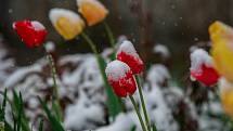 Středa 19. dubna 2017 v Ostravě. Zasněžené tulipány.