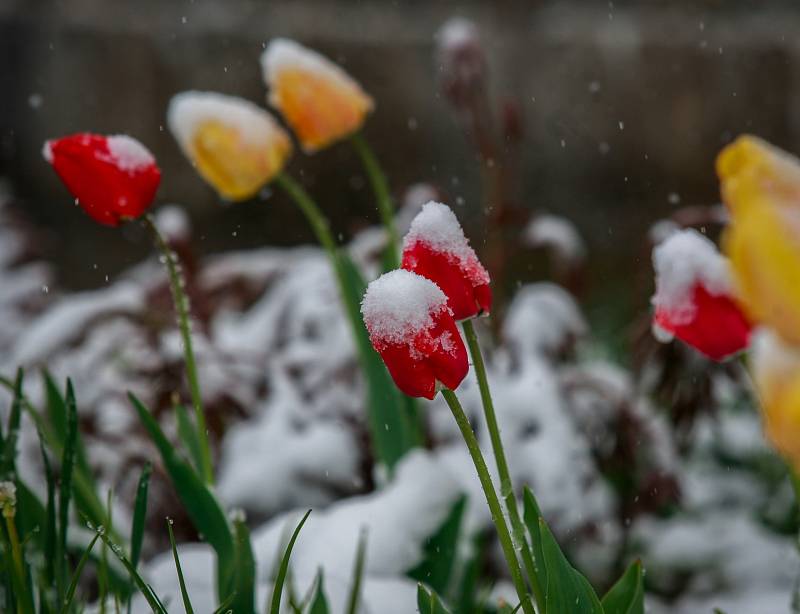 Středa 19. dubna 2017 v Ostravě. Zasněžené tulipány.