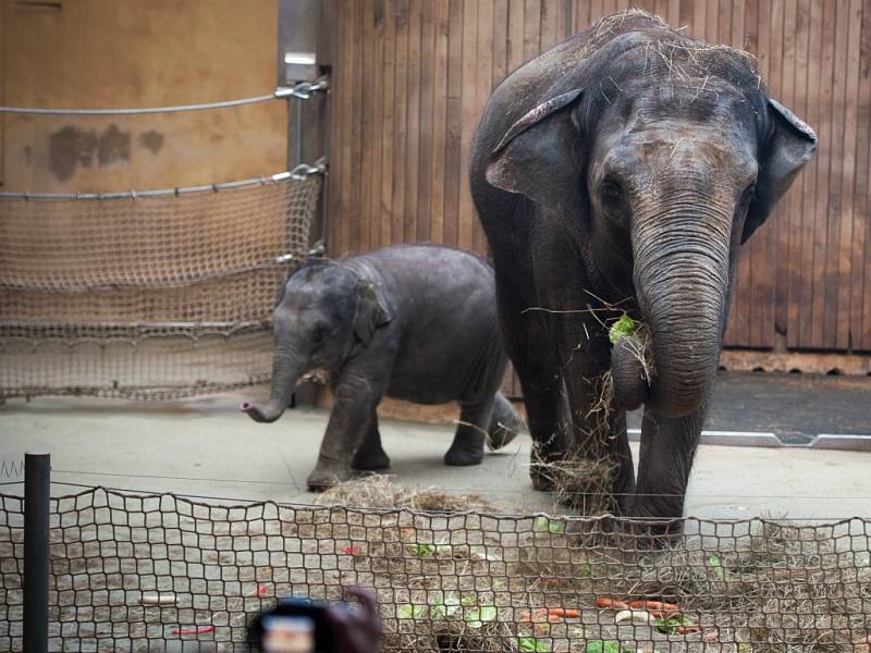 Oslava narozenin nejmladší slonice v ostravské ZOO. 